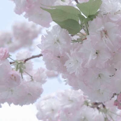 托克托FurryQQ群介绍